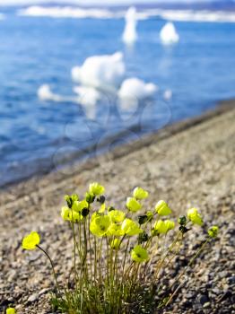 Tundra plants, grass and flowers in Chukotka. Tundra plants, grass and flowers in Chukotka.