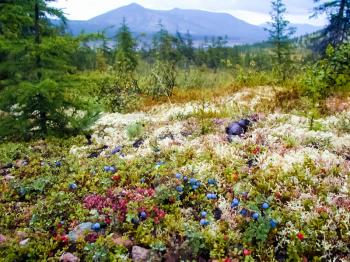 Tundra plants, grass and flowers in Chukotka. Tundra plants, grass and flowers in Chukotka.