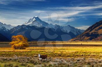 Farmland with grazing cows and Mount Cook on background, Canterbury, New Zealand
