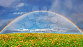 Landscape with blossoming field and rainbow