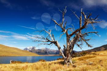 Dry tree in Torres del Paine National Park, Laguna Azul, Patagonia, Chile