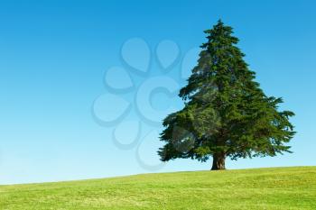 Lonely tree on green field against blue sky background
