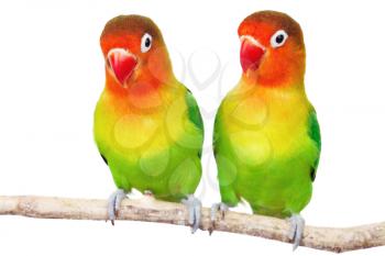 Pair of lovebirds agapornis-fischeri isolated on white
