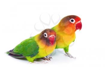 Pair of lovebirds agapornis-fischeri isolated on white
