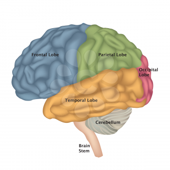 Brain anatomy. Human brain lateral view. Illustration isolated on white background. 