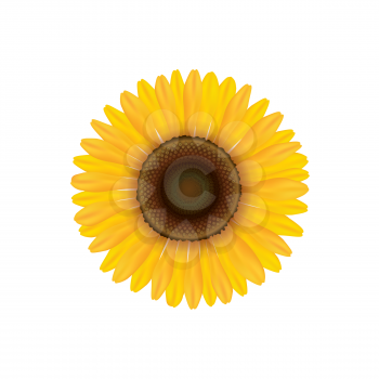Sunflower. Summer flower isolated. Vecor illustration
