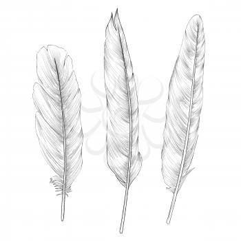Feather sign isolated set. Different birds doodle feathers