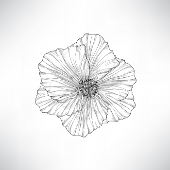 Flower isolated. Floral engraving illustration. Vector set.