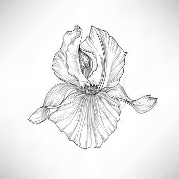 Flower isolated. Floral engraving illustration. Vector set.