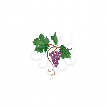 Grape branch. Floral wineyard retro sign. Garden background. Wine making icon