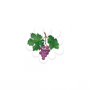Grape branch. Floral wineyard retro sign. Garden background. Wine making icon