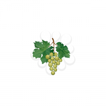 Grape bunch with leaves. Floral wine retro sign. Garden background. Wine making berry icon