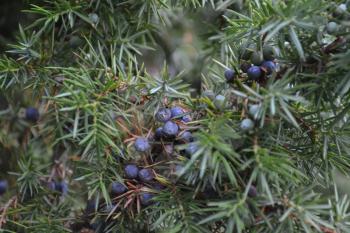 Juniper. Juniperus communis. The branches of a juniper. Juniper berries. Close-up. Garden. Horizontal photo