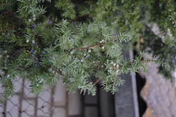 Juniper. Juniperus communis. The branches of a juniper. Juniper berries. Close-up. Garden. Vertical photo
