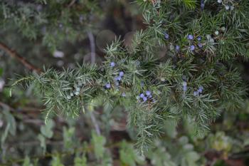 Juniper. Juniperus communis. The branches of a juniper. Juniper berries. Close-up. Vertical photo