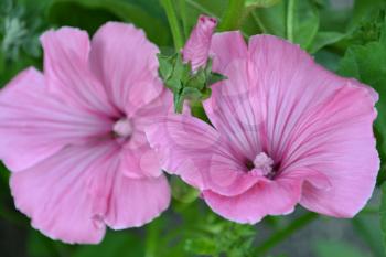 Lavatera. Lavatera trimestris. Delicate flowers. Pink flowers. Bush lavatera. Close-up. Horizontal photo