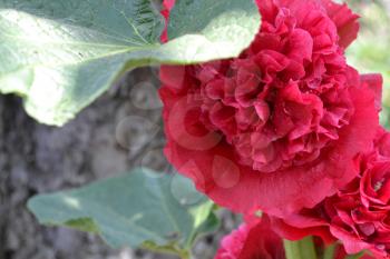 Mallow. Malva. Alcea. Large flowers. The flower similar to a rose. Red, burgundy. Close-up. Sun rays. Garden. Flowerbed