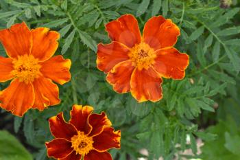 Marigolds. Tagetes. Flowers yellow or orange. Flowerbed. Fluffy buds. Green leaves. Growing flowers. Horizontal photo