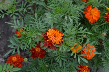 Marigolds. Tagetes. Flowers yellow or orange. Fluffy buds. Garden. Flowerbed. Growing flowers. Horizontal photo