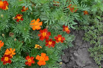Marigolds. Tagetes. Flowers yellow or orange. Fluffy buds. Green leaves. Garden. Flowerbed. Growing flowers. Horizontal photo