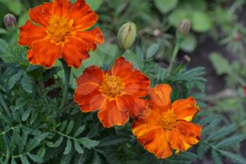 Marigolds. Tagetes. Flowers yellow or orange. Garden. Flowerbed. Growing flowers. Horizontal