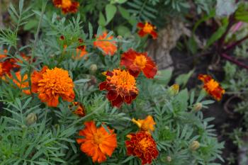 Marigolds. Tagetes. Flowers yellow or orange. Green leaves. Garden. Flowerbed. Growing flowers. Horizontal