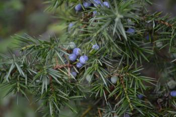 Juniper. Juniperus communis. The branches of a juniper. Juniper berries. Close-up. Garden. Flowerbed. Horizontal photo