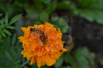 Marigolds. Tagetes. Tagetes erecta. Flowers yellow or orange. Fluffy buds. Bee. Garden. Flowerbed. Growing flowers. Horizontal