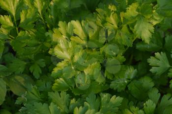 Parsley. Petroselinum. parsley leaves. Green leaves. Parsley growing in the garden. Close-up. Garden. Farm. Agriculture. Growing herbs. Horizontal photo