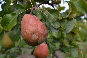 Pear. Pyrus communis. Tree with ripe pear fruit. The branches of a pear tree. close-up. Green leaves