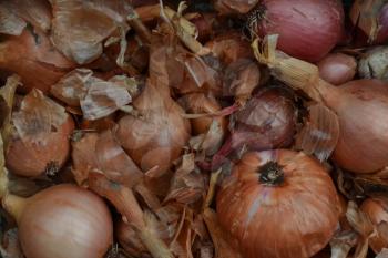 Onion. Allium cepa. Close-up. Farm. Field. Harvesting
