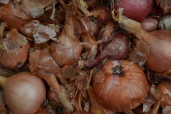Onion. Allium cepa. Close-up.  Field. Garden. Harvesting