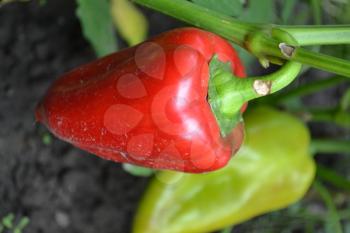 Pepper. Capsicum annuum. Pepper red and green. Close-up. Pepper growing in the garden. Garden. Field. Cultivation of vegetables. Vertical photo