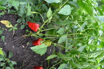 Pepper. Capsicum annuum. Pepper red and green. Pepper growing in the garden. Garden. Field. Cultivation of vegetables. Vertical