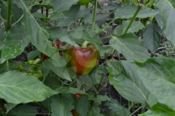 Pepper. Capsicum annuum. Pepper red. Pepper growing in the garden. Field. Cultivation of vegetables. Agriculture. Horizontal