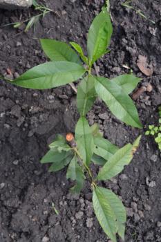 Peach. Peach tree. Prunus persica. Seedling peach tree. Fruit tree. Growing fruits. Vertical photo