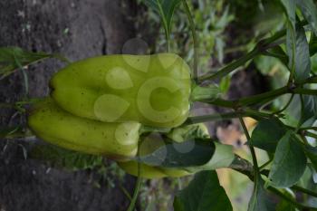 Pepper. Capsicum annuum. White pepper. Pepper growing in the garden. Field. Cultivation of vegetables. Agriculture. Vertical