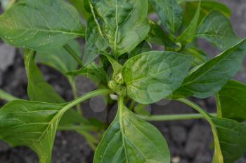 Pepper. Capsicum annuum. The leaves and flowers. Close-up. Pepper growing in the garden. Garden. Field. Cultivation of vegetables. Agriculture. Horizontal