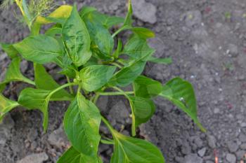 Pepper. Capsicum annuum. The leaves and flowers. Close-up. Pepper growing in the garden. Garden. Field. Cultivation of vegetables. Horizontal photo