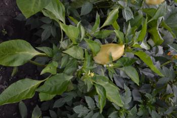 Pepper. Capsicum annuum. White pepper. Pepper growing in the garden. Garden. Field. Cultivation of vegetables. Vertical photo
