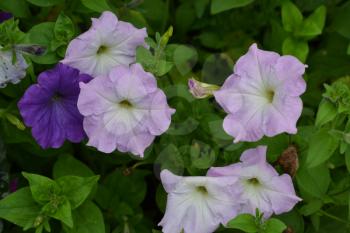 Petunia. Stimoryne. Petunia nyctaginiflora. Delicate flower. Flowers of different colors - white, pink, purple. Bushes petunias. Flowerbed. Growing flowers. Beautiful plants. Horizontal