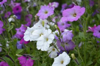 Petunia. Stimoryne. Petunia nyctaginiflora. Delicate flower. Flowers of different colors - white, pink, purple. Bushes petunias. Green leaves. Garden. Flowerbed. Horizontal photo