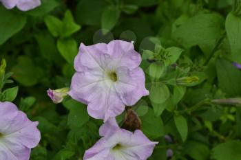 Petunia. Stimoryne. Petunia nyctaginiflora. Delicate flower. Flowers pink. bushes petunias. Growing flowers. Beautiful plants. Horizontal