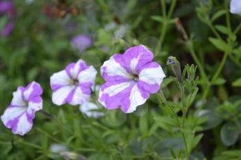 Petunia. Stimoryne. Petunia nyctaginiflora. Delicate flower. Flowers purple with white stripes. Bushes petunias. Green leaves. Flowerbed. Growing flowers. Beautiful plants. Horizontal photo