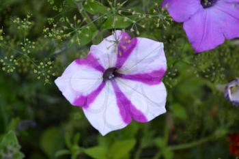 Petunia. Stimoryne. Petunia nyctaginiflora. Delicate flower. Flowers purple with white stripes. Bushes petunias. Green leaves. Garden. Growing flowers. Beautiful plants. Horizontal photo
