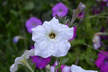 Petunia. Stimoryne. Petunia nyctaginiflora. Delicate flower. White flowers. bushes petunias. Flowerbed. Growing flowers. Beautiful plants. Horizontal photo