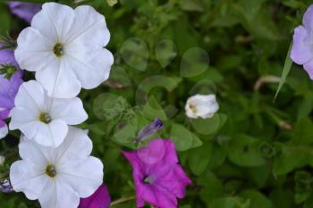 Petunia. Stimoryne. Petunia nyctaginiflora. Delicate flower. White flowers. bushes petunias. Garden. Flowerbed. Growing flowers. Beautiful plants. Horizontal photo