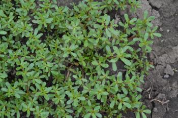 Purslane. Portulaca oleracea. Purslane grows in the garden. The green oval leaves. Treatment plant. Garden. Field. Agriculture. Horizontal photo