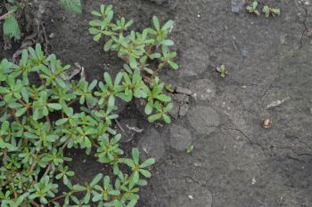 Purslane. Portulaca oleracea. Purslane grows in the garden. Treatment plant. Garden. Field. Growing. Agriculture. Horizontal