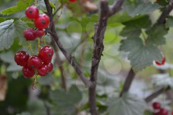 Red currant. Ribes rubrum. Berries of red flowers on a branch. Garden. Close-up. Horizontal photo